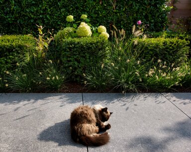 Katze auf Gartenweg | ©  Erich Benz